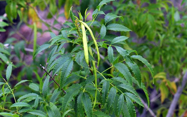 Tecoma stans, Yellow Trumpet Bush, Southwest Desert Flora